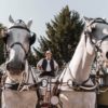 GUTSCHEIN Geheimnisse der Fiaker - ca. 90 Min. – Bild 3