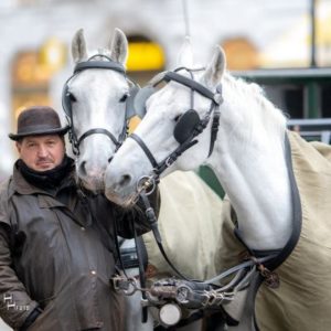 Kutscher von Fiaker-Paul